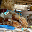Aberdeen suszone rybki