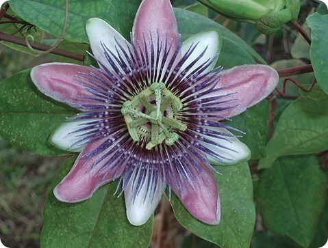 Florida Flower, taken in 2004