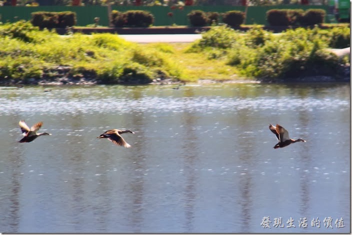 花蓮-理想大地渡假村-豐之谷生態公園。理想大地風之谷的生態池見到的雁鴨，由於我的驚擾，讓牠們急急忙忙的飛走了。