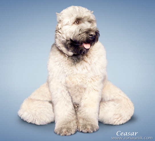 Anjing Senam Yoga (5)