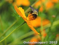 bee on coreopsis0821 (8)