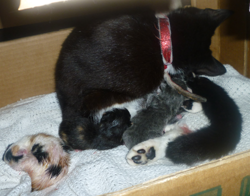 [Mittens_Kittens%255B2%255D.png]