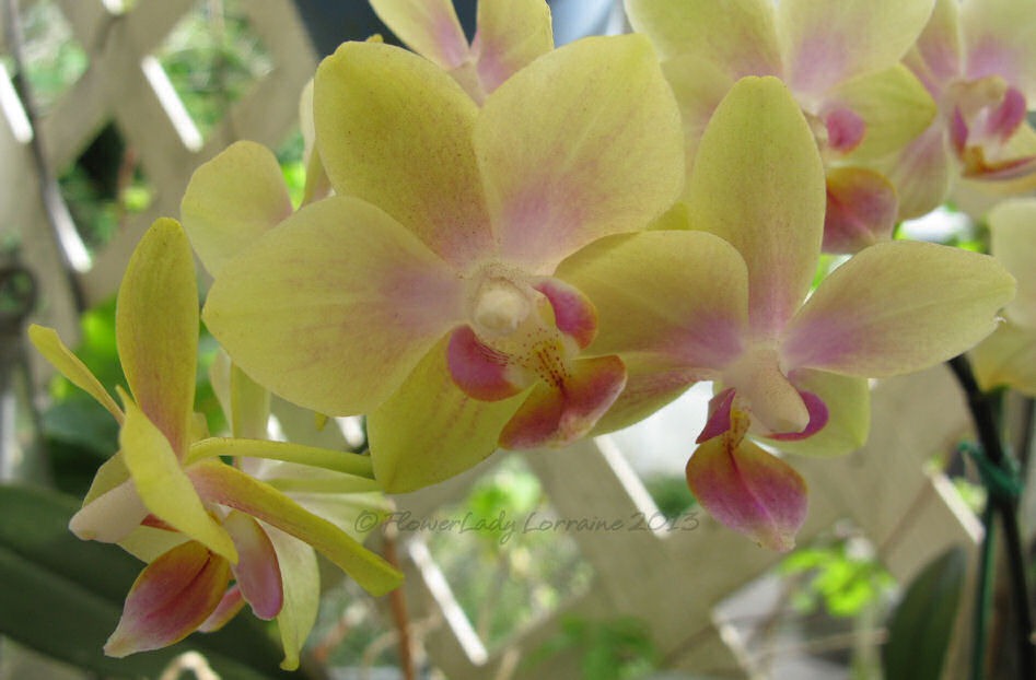 [03-14-unkn-bday-orchid2%255B4%255D.jpg]