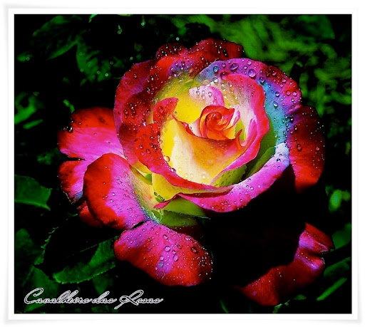 rose_lechanteleine.jpg