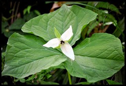 04 - Spring Wildflowers - Trillium - White