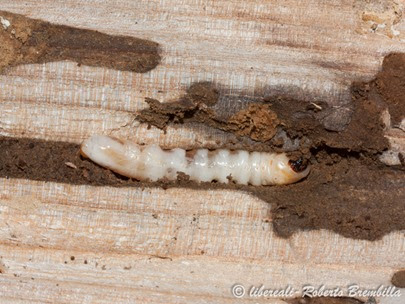 15-2014-02-20_larva Aegosoma scabricorne_Varenna (15)