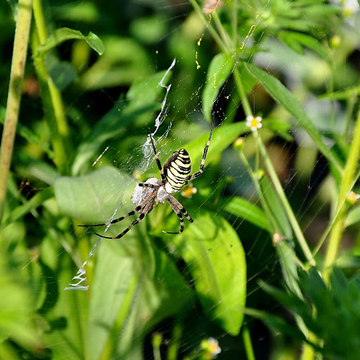 Hd-171520-ascw171520