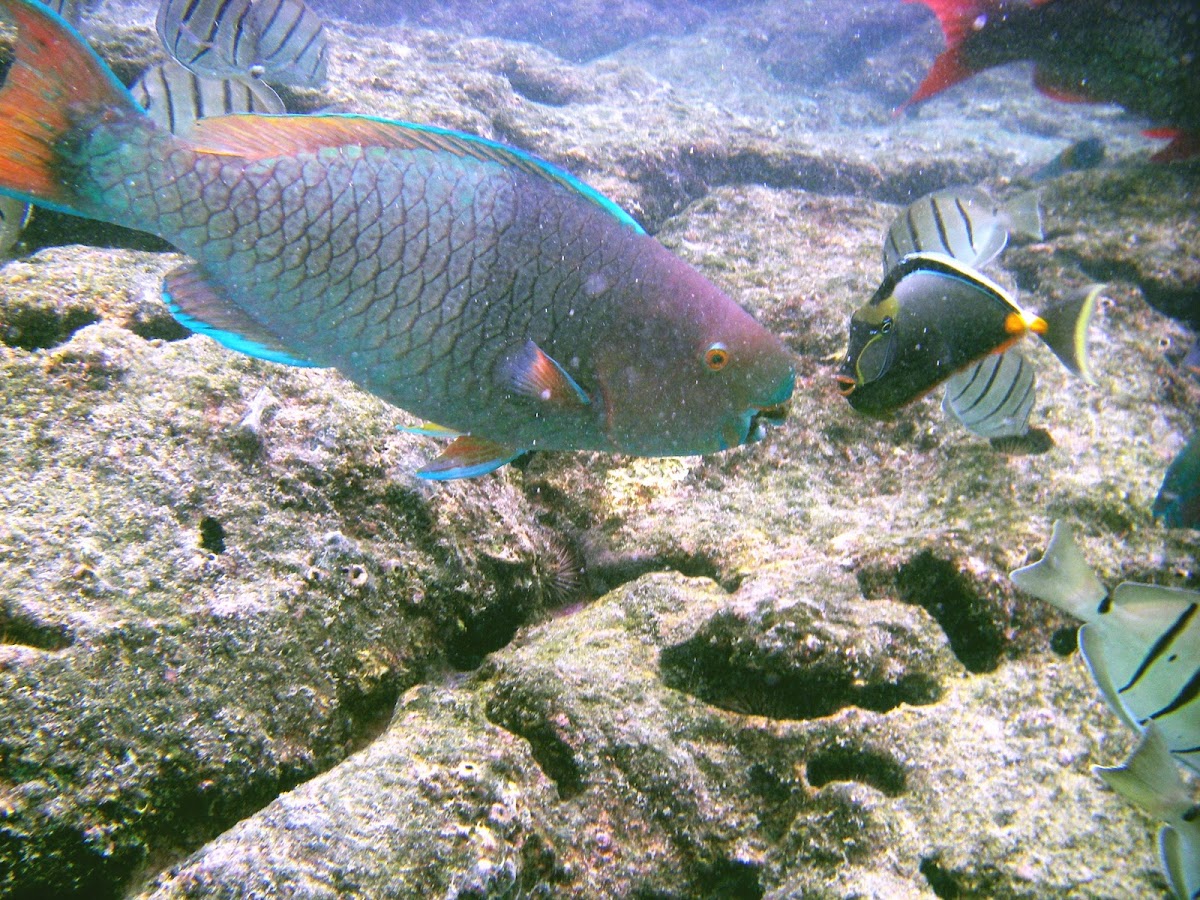 Palenose Parrotfish 
