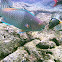 Palenose Parrotfish 