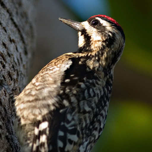 Hd-179847-ascw179847