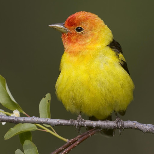 Hd-181611-ascw181611