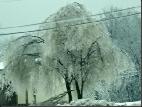 Willow tree ice