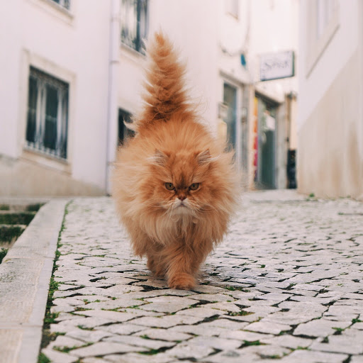 Hd-181025-ascw181025