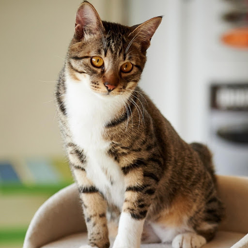 Hd-182411-ascw182411