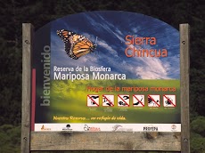 2004 March Mariposa Monarca Michoacan0008.jpg