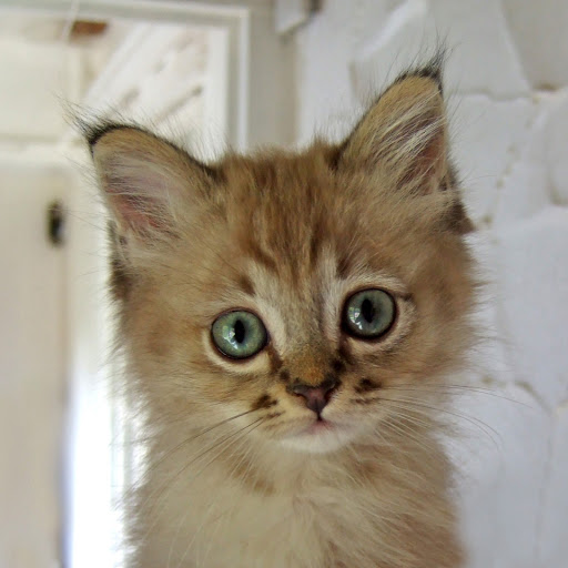 Hd-135231-ascw135231