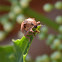 Beaded Weevil