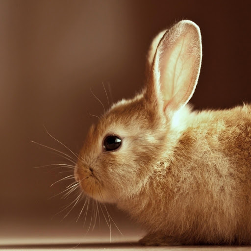 Hd-170422-ascw170422