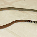 Dahl's Whip Snake