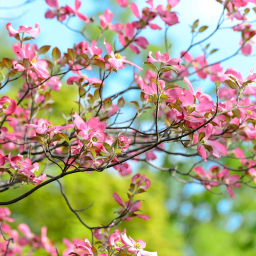 Hd-185761-ascw185761