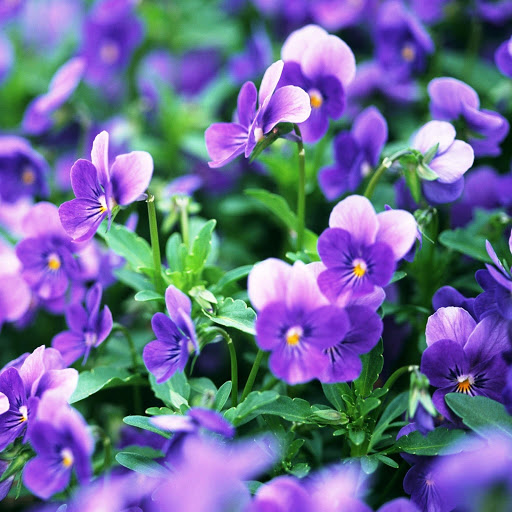 Hd-145967-ascw145967