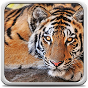 Descargar Tiger Live Wallpaper Instalar Más reciente APK descargador