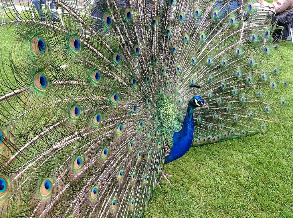 [peacock33.jpg]
