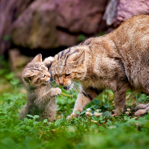 Hd-170543-ascw170543