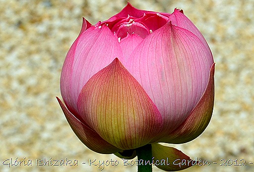 Glória Ishizaka - Flor de Lótus -  Kyoto Botanical Garden 2012 - 13