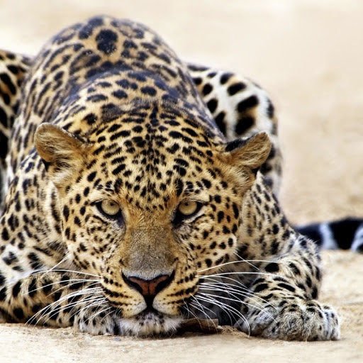 Hd-170835-ascw170835