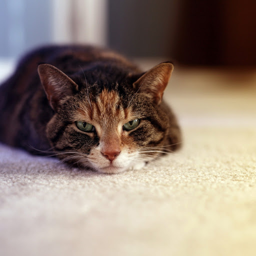 Hd-181138-ascw181138