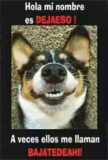 [perro%255B3%255D.jpg]