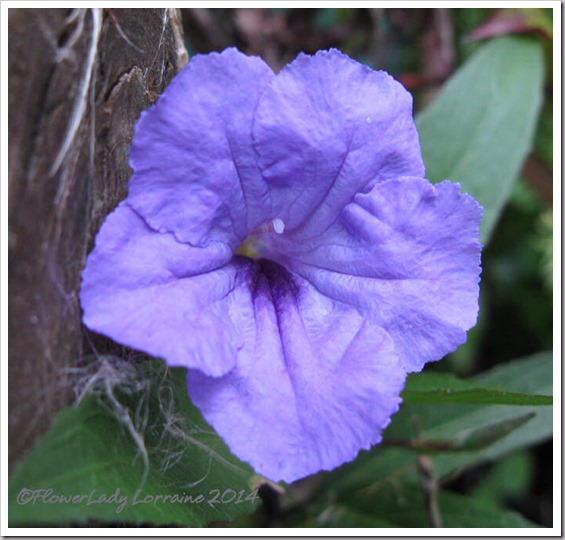 03-07-philippine-violet