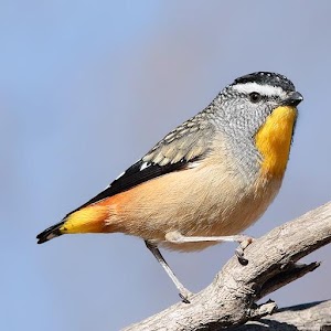 Australian Birds Sounds logo
