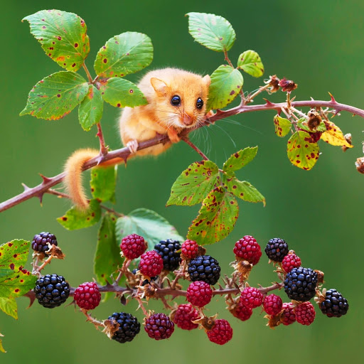 Hd-152444-ascw152444