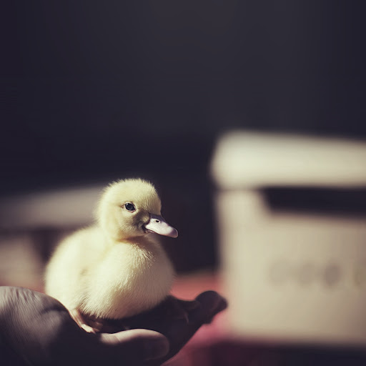 Hd-137945-ascw137945