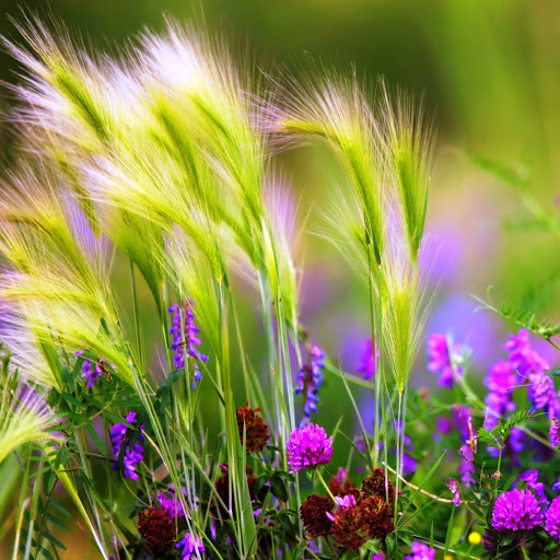 Hd-149092-ascw149092