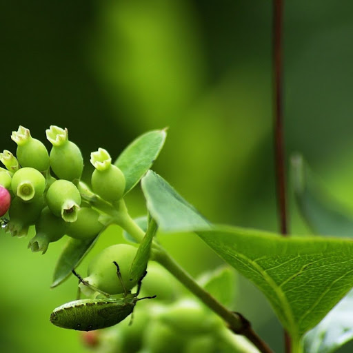 Hd-137008-ascw137008