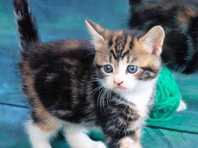 画像をダウンロード 可愛い 子猫 待ち受け 347105-待ち受け 可愛い 子猫