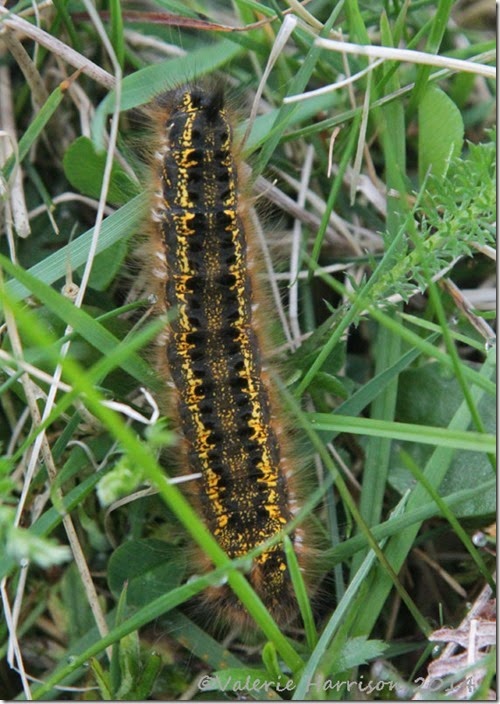 Drinker-Moth-Caterpillar
