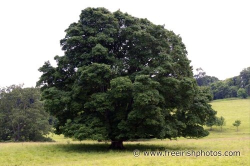 large_lone_oak_tree_1