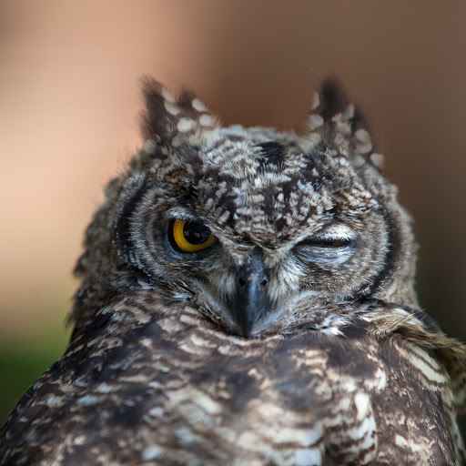 Hd-175331-ascw175331