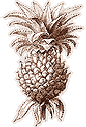 Pineapple line art