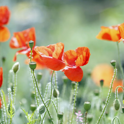 Hd-167665-ascw167665