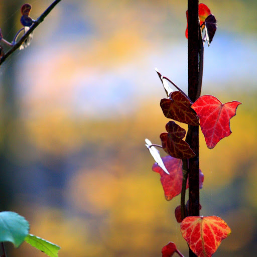 Hd-152637-ascw152637