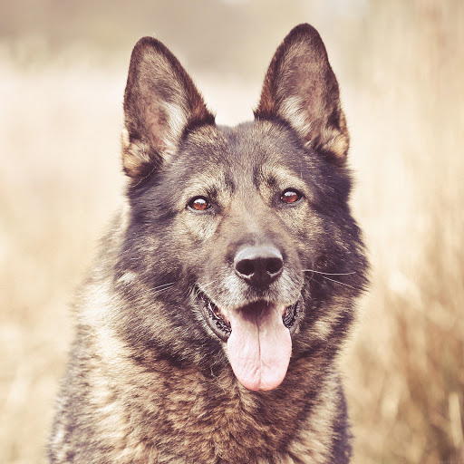 Hd-176855-ascw176855