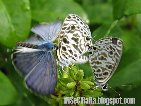 kupu-kupu Zebra Blue atau Plumbago Blue (Leptotes plinius) kawin bertiga