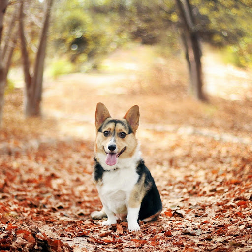 Hd-176105-ascw176105