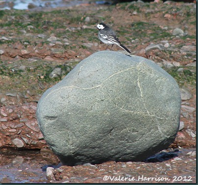 44-pied-wagtail