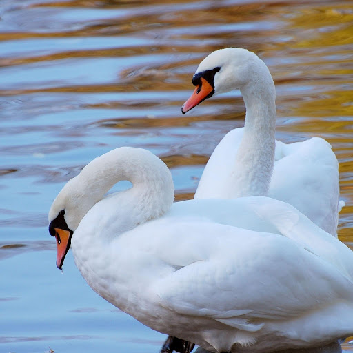 Hd-177976-ascw177976